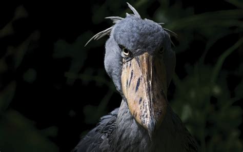 Shoebill bird appearance. The shoebill stork is amongst the largest birds in the world. Most of the time it will be anywhere from 110 to 140 cm in height. Males are usually taller than females and they will also have a much longer bill. Another thing to consider when it comes to the shoebill stork is the fact that it has a blue-gray, slaty plumage. 
